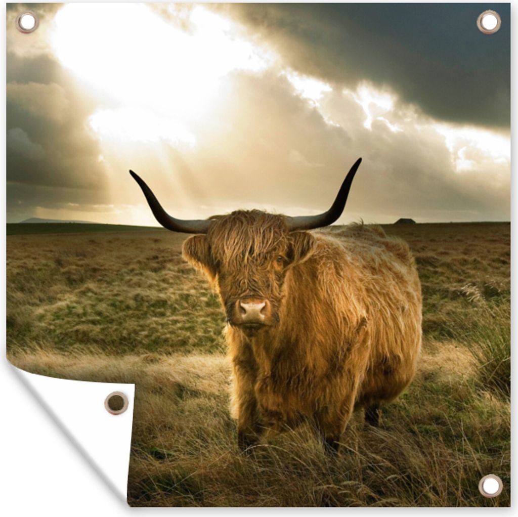 MuchoWow 50x50 cm Outdoor-Poster Gartendeko Sichtschutz Garten Poster für den Garten Schottischer Hochländer - Sonne - Tiere