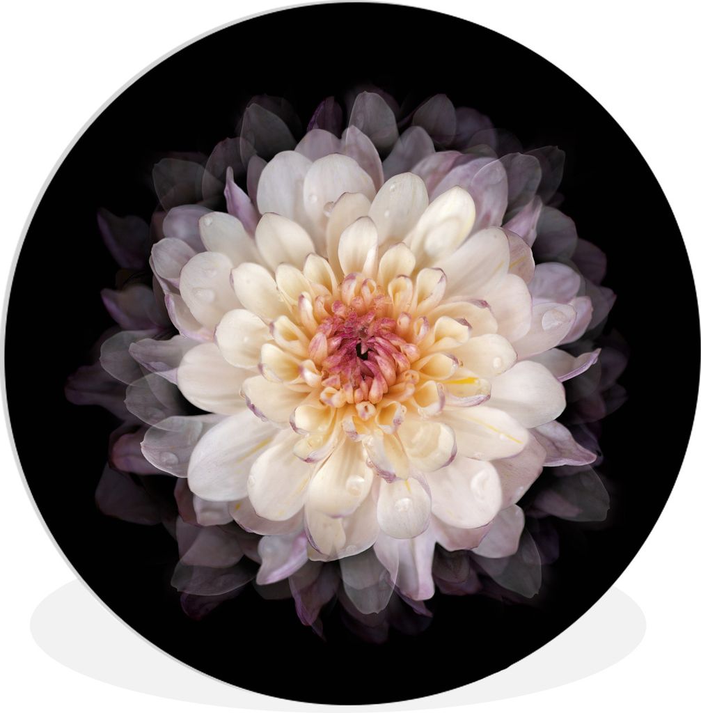MuchoWow Rundes Wandbild - Runde Bilder Blume - Weiß - Rosa Ø 60 cm Kreis Wanddekoration Kunststoff - Wandkreis - Wandschmuck - Wand Kreis - Da...