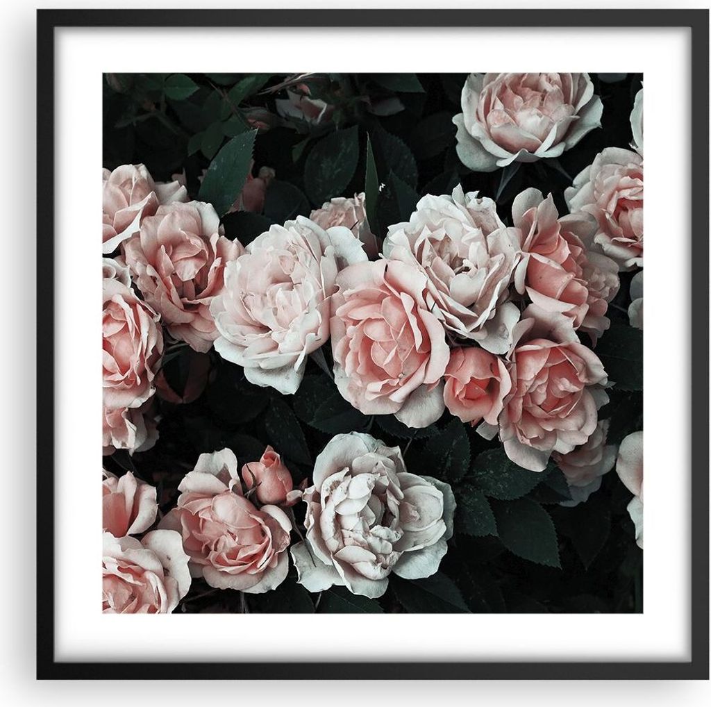 Gerahmtes Poster - Schwarzer Rahmen - Rosen Blumen Blätter - 50x50 cm - Wand Bild - Wanddeko - Wandbilder - Kunstposter - Wandposter - Bilderrahme...
