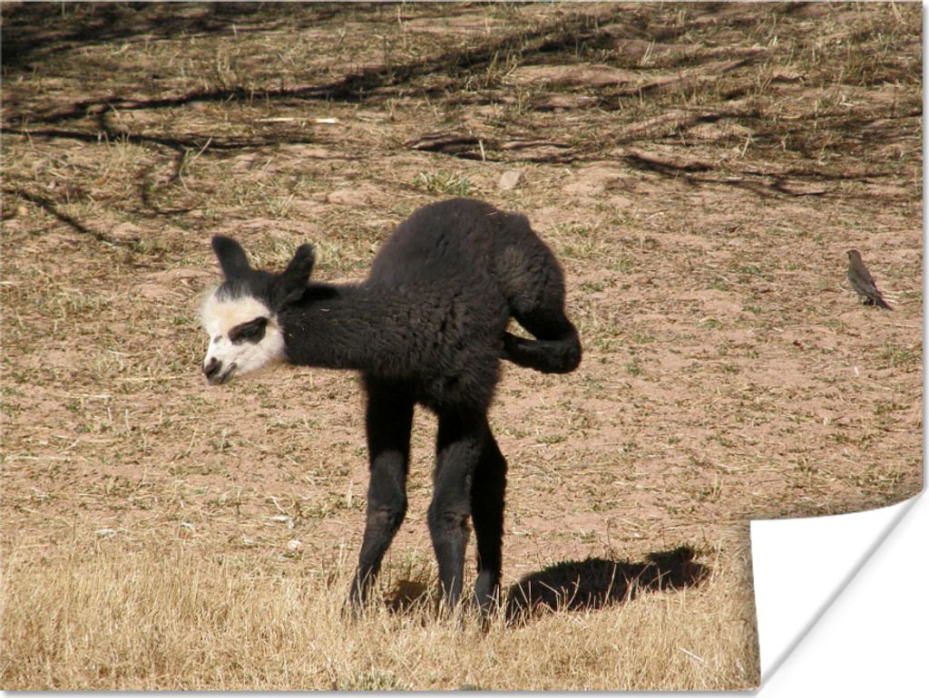 MuchoWow Poster Alpaka - Schwarz - Weiß 160x120 cm - Foto Plakat