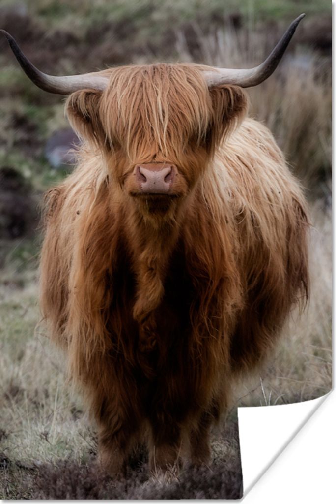 MuchoWow Poster Schottischer Hochländer - Moos - Gras 80x120 cm - Papierdruck