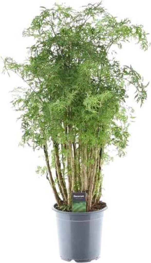 Aralia à feuilles pennées Polyscias Hawaiiana - Grande Plante Verte 90cm
