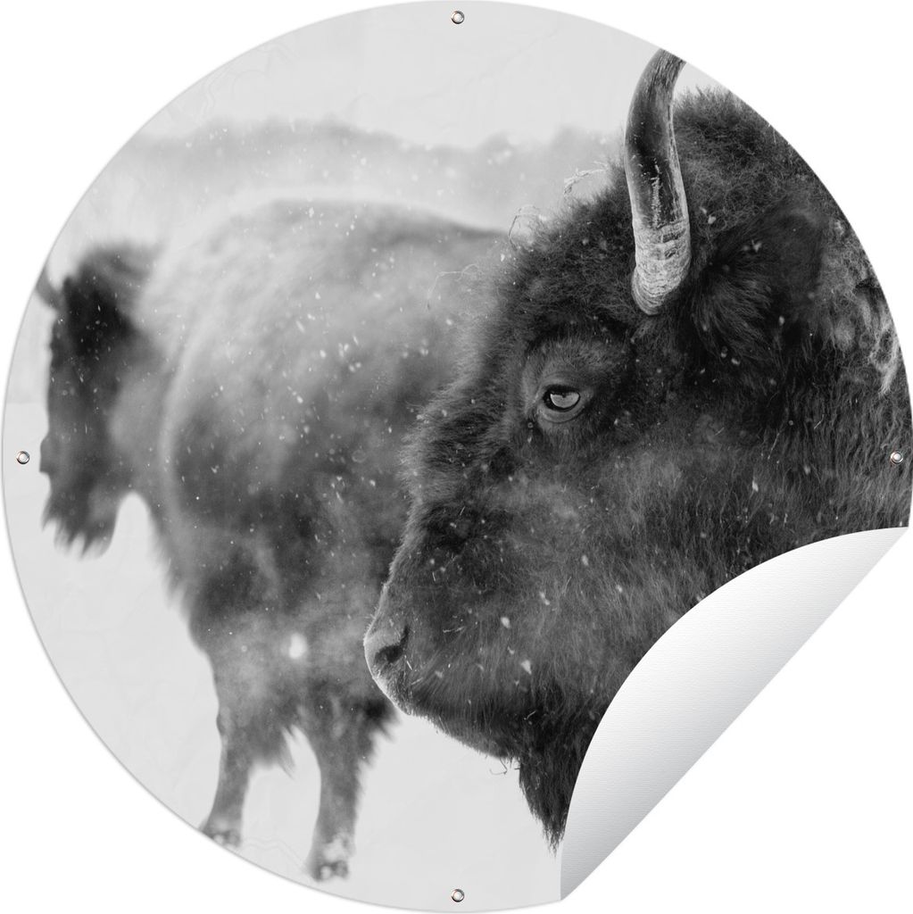 MuchoWow Gartenposter Outdoor-Poster Rund Bison im Schnee - schwarz und weiß Ø 60 cm Gartendeko Rundes Poster draußen