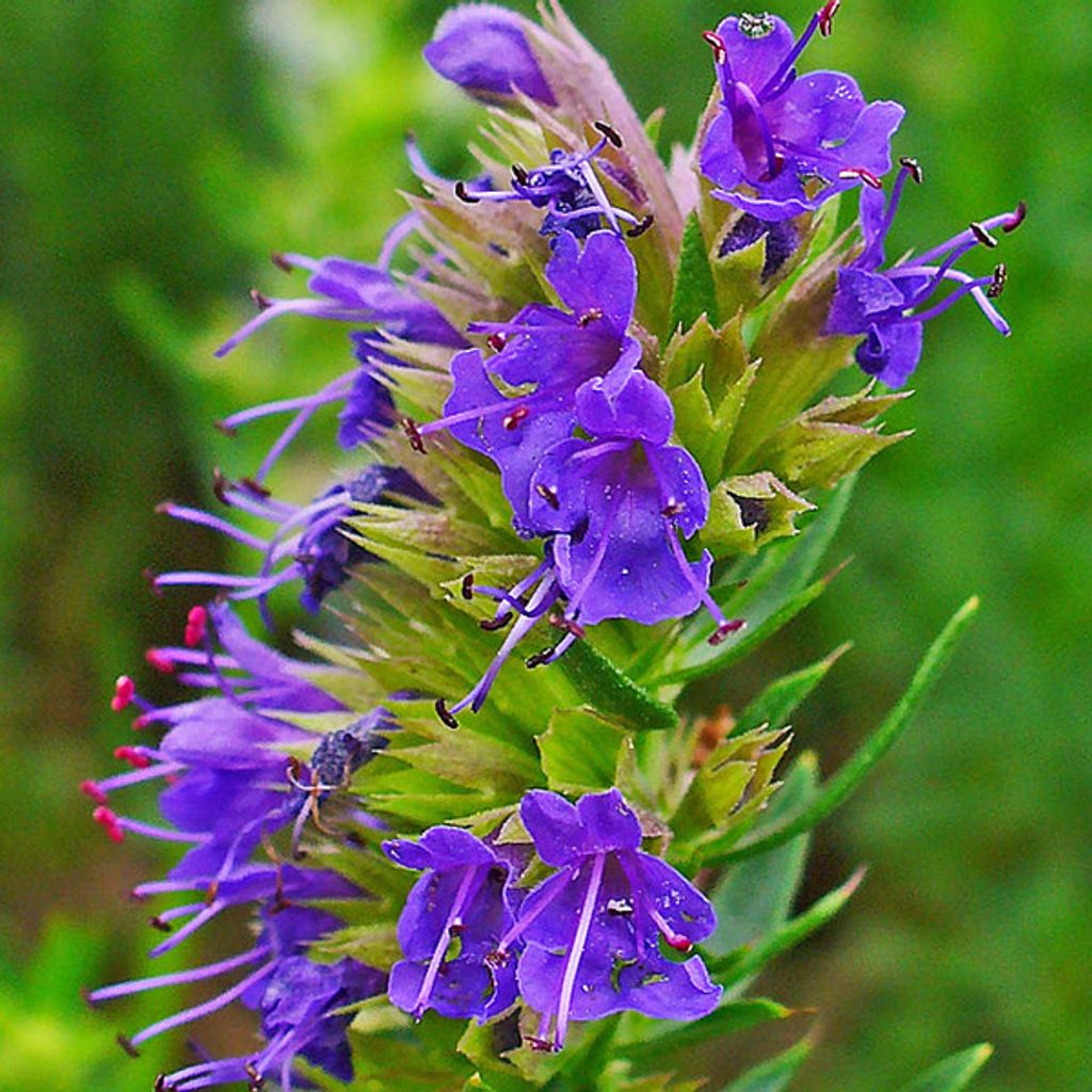 6 x Hyssopus officinalis | Topf 9cm x 9cm Produktbild 