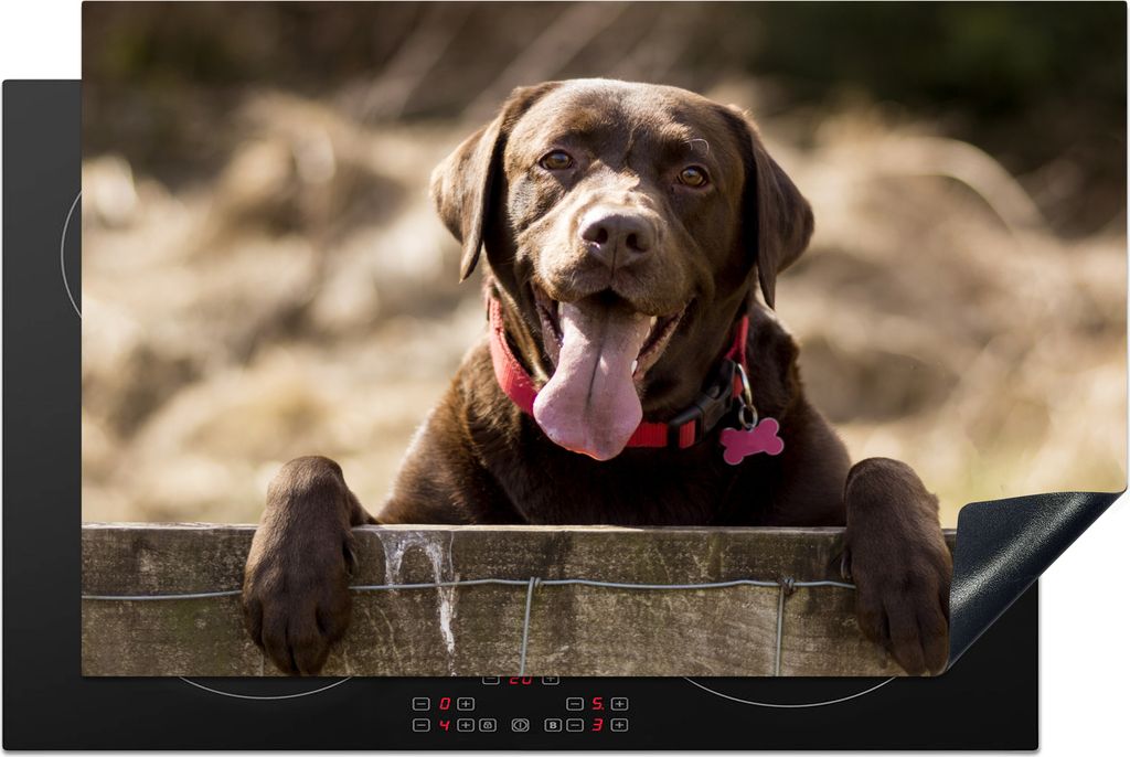 KitchenYeah Herdabdeckplatte Labrador Retriever schaut über einen Zaun , 80x52cm, Küche Deko, Glaskeramikkochfeld Herdabdeckung, Abdeckplatte f...