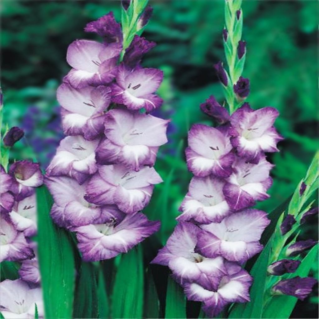 Gladiole Gladiolus Schwertblume Sommerblühende Siegwurze Weiss-Violett 1 Kg