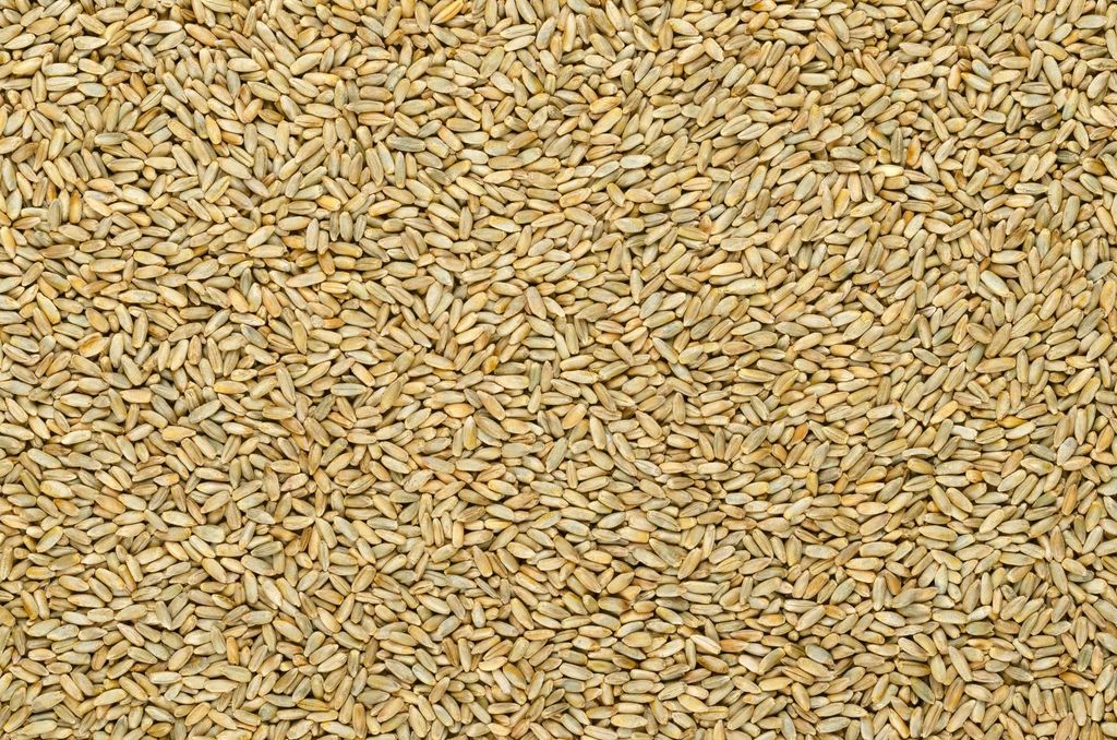 Žito ozimé BIO 25 kg PROBIO Obrázek produktu 