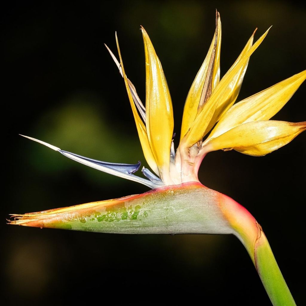 Gelbe Paradiesvogelblume (Strelitzia reginae 'Mandela's Gold') - 3 Samen