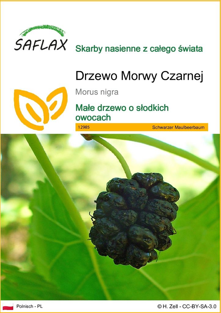 SAFLAX - Drzewo Morwy Czarnej - 200 Nasiona - Morus nigra Zdjęcie produktu 