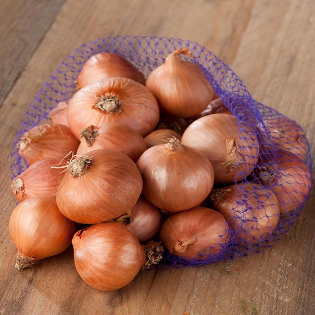Cibule Dymka Šalotka Red Sun 7-14 0,25 kg plodná chutná Obrázek produktu 