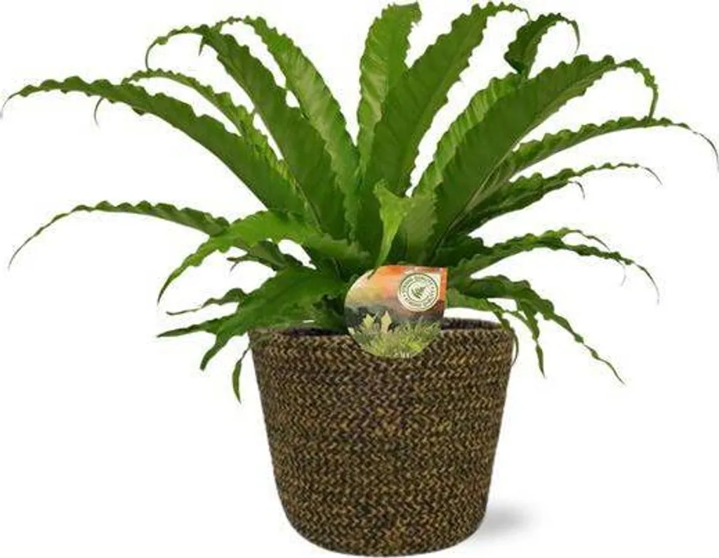 Plante de Bureau Asplenium Osaka Fougère Stylée avec Pot Noir Ø18cm