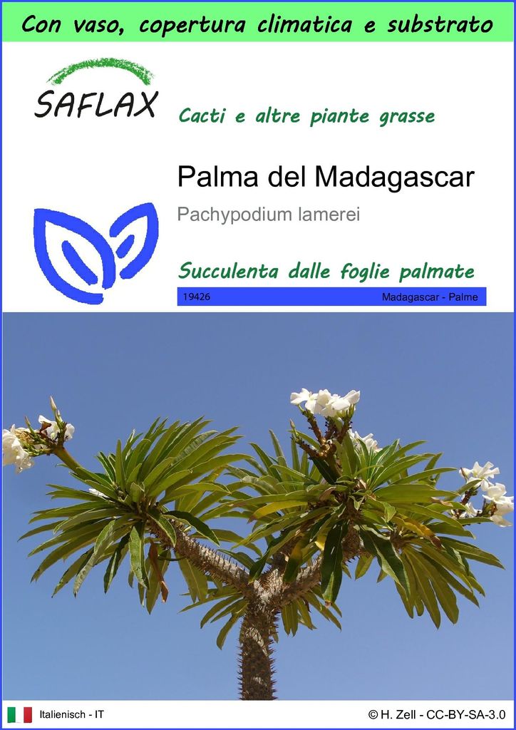 SAFLAX Garden to go - Palma del Madagascar - 10 semi - Immagine del prodotto 
