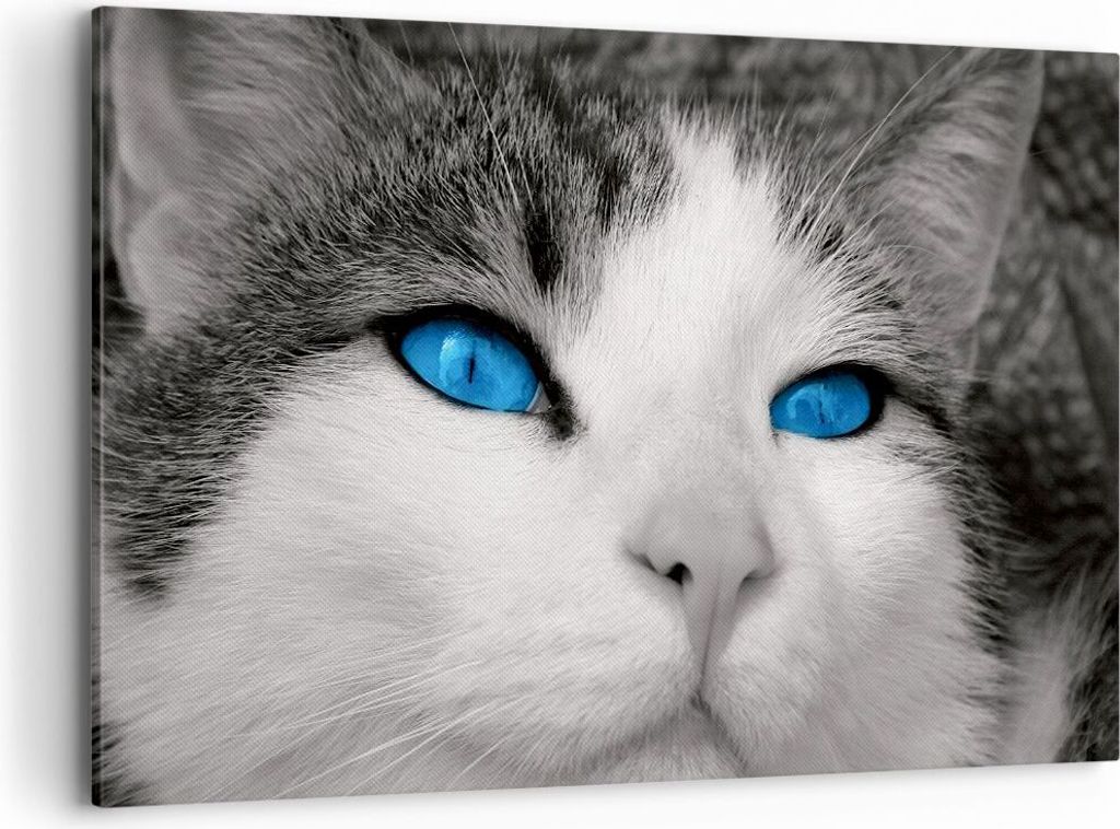 Bild auf Leinwand - Leinwandbild - Katze Tiere blaue Augen - 120x80cm - Wand Bild - Wanddeko - Leinwanddruck - Bilder - Kunstdruck - Wanddekoration...
