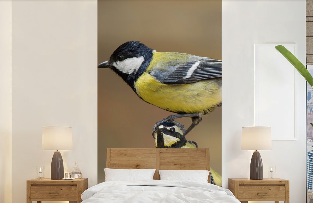 MuchoWow Fototapete für Wohnzimmer oder Schlafzimmer Wandtapete Vinyl Motivtapete Eine Kohlmeise sitzt auf der Spitze einer anderen Kohlmeise - ...