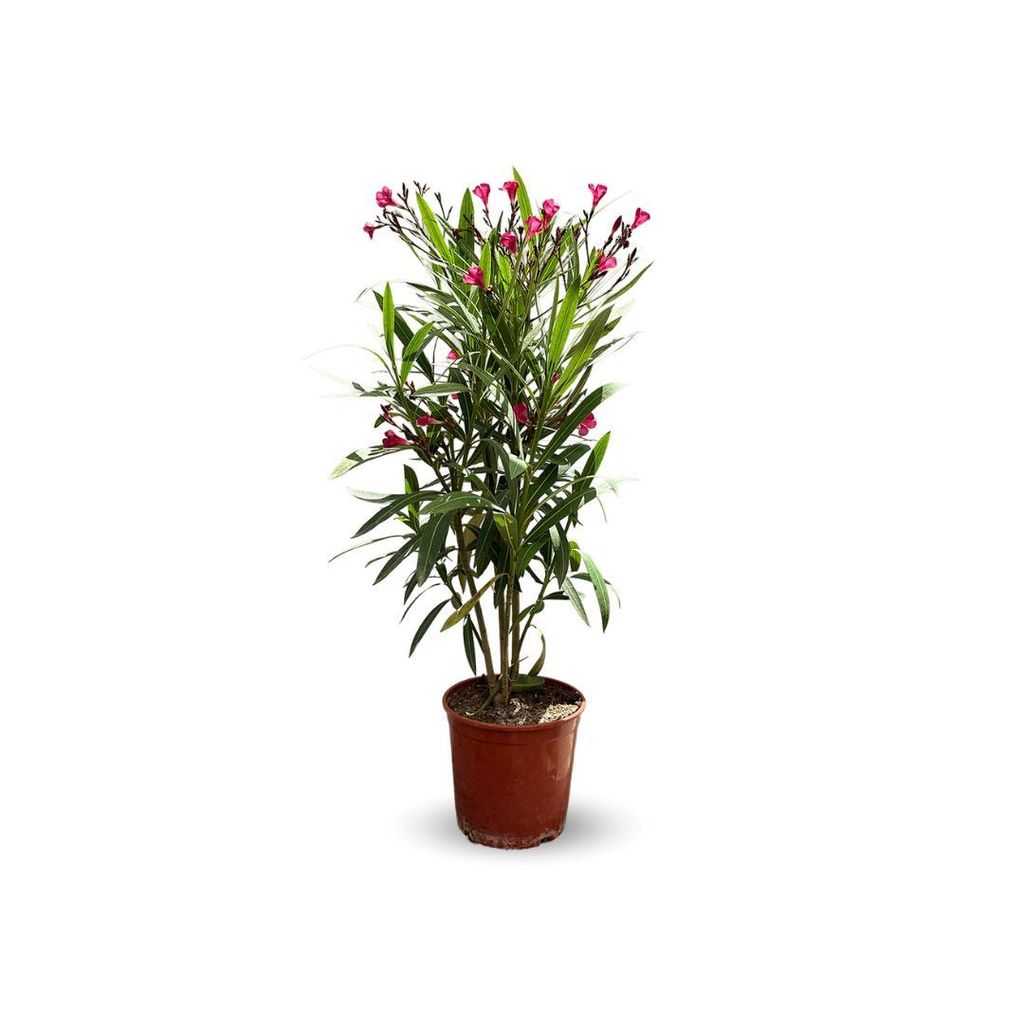 Laurier rose - nerium oleander - ↕ 50-60 cm - ⌀ 22 cm - Image du produit 