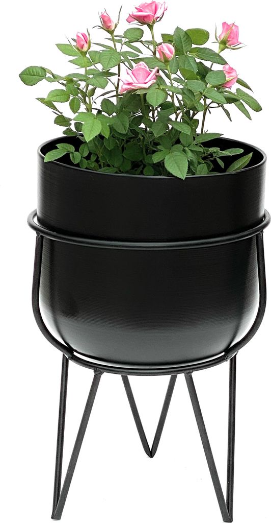 A potted rose plant in a black metal planter on a black metal stand against a white background.