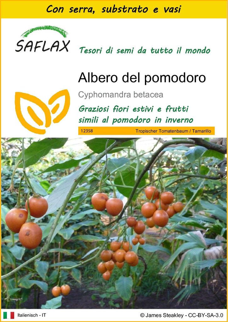 SAFLAX Insieme di coltivazione - Albero del pomodoro - 50 Immagine del prodotto 