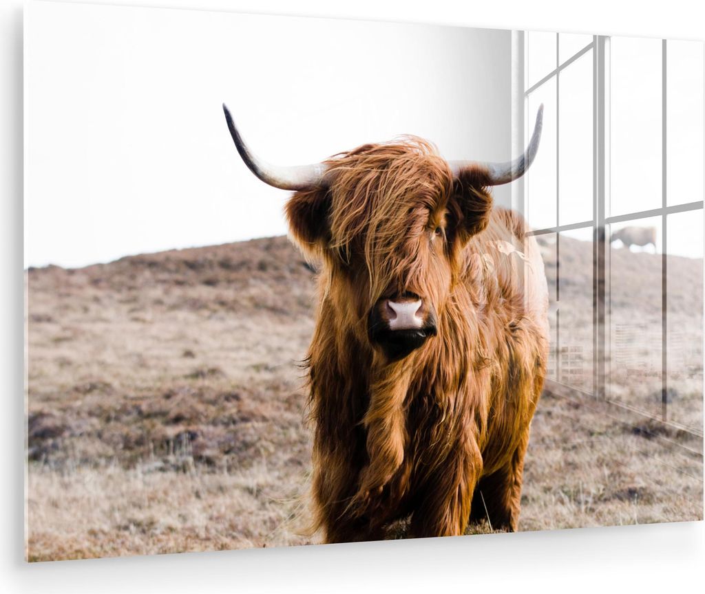 MuchoWow Glasbilder - Bilder auf Wandbild - Foto auf Glas Schottische Hochlandrind - Landschaft - Kuh - Braun - Tiere - Natur 120x80 cm Wanddekorat...