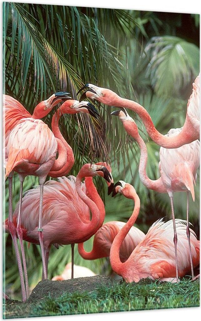 Bilder auf glas - Einteilig - Palmen Herde Flamingos - 50x70cm - Glasbilder - Wandbilder - Bilder - zum Aufhängen bereit - Wanddekoration aus Glas...
