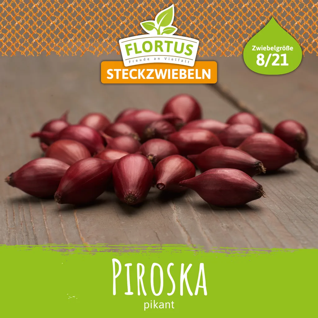 Steckzwiebel Piroska Steckzwiebeln von Kaufland.de