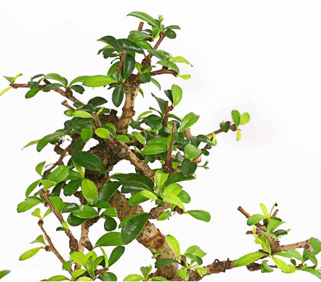 Dehner Bonsai Fukientee, Carmona microphylla, Kaufland.de