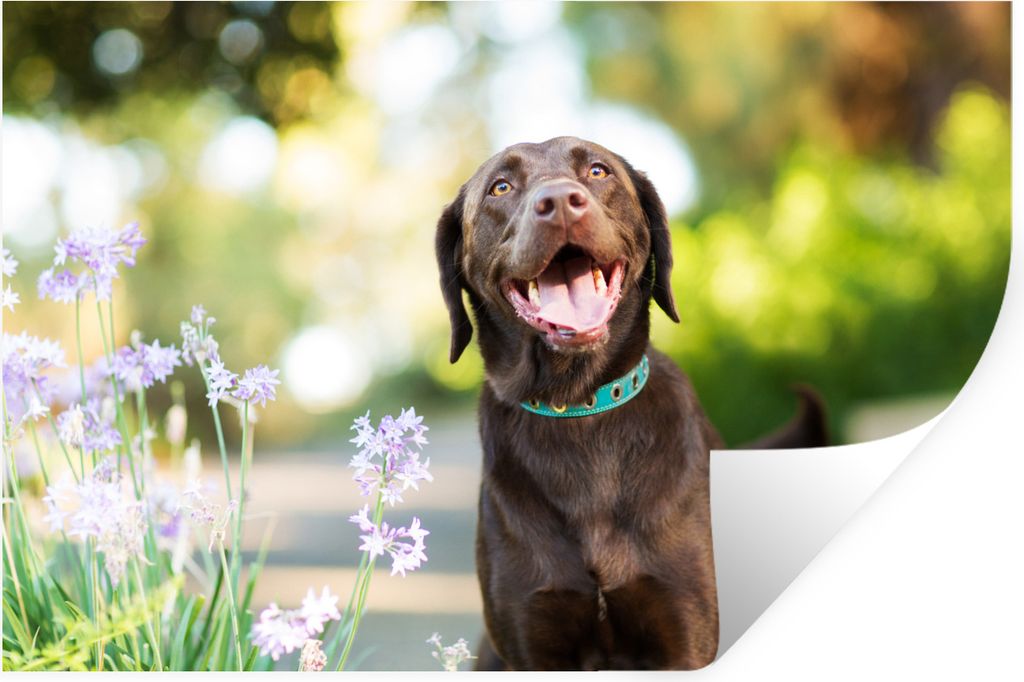 MuchoWow Wandtattoo Wandsticker Wandaufkleber Ein Labrador Retriever mit schönen Blumen 30x20 cm Selbstklebend und Repositionierbar - Wierderver...