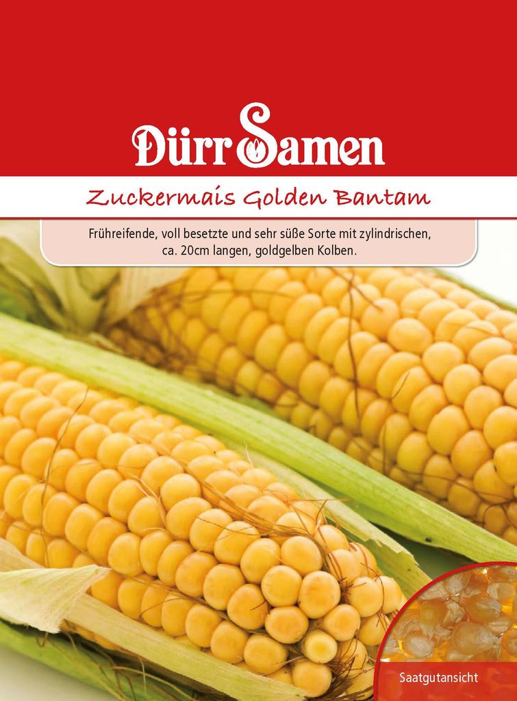 Zuckermais Golden Bantam | Zuckermaissamen von Dürr Samen Produktbild 