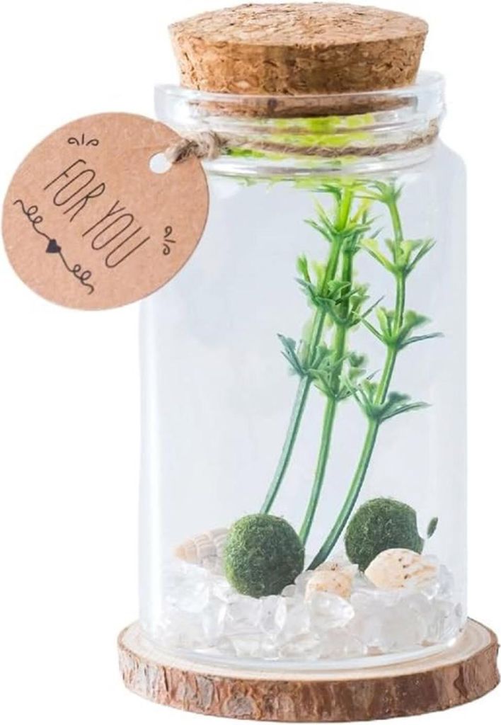 Moosbälle, Glas-Terrarium-Set, zylindrisches Tisch-Aquarium-Dekor aus Glas mit 2 kleinen Moosbällen und künstlicher Pflanze als Schreibtisch-Dek...