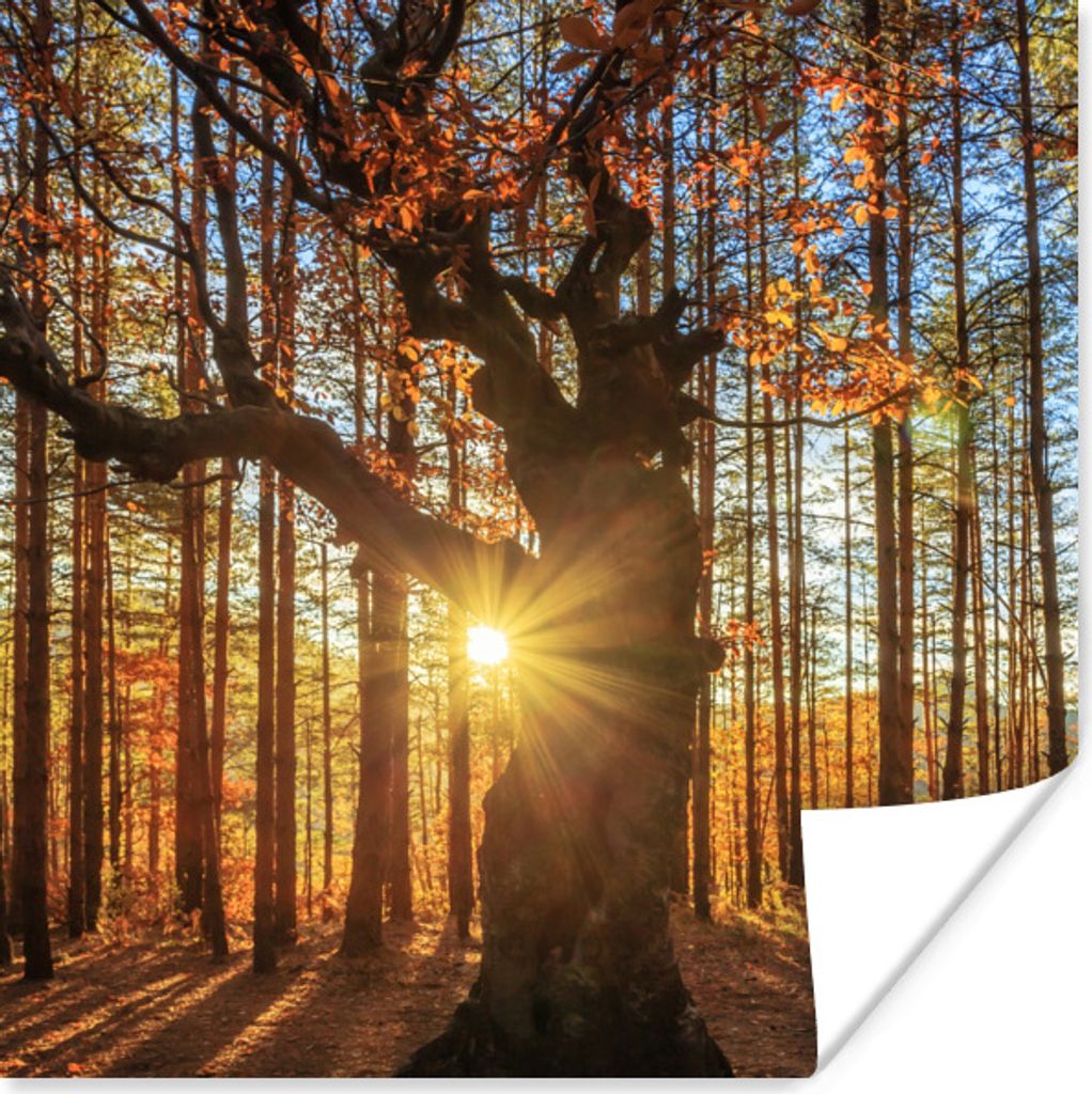 MuchoWow Poster Herbst - Sonne - Baum 75x75 cm - Wand Dekoration