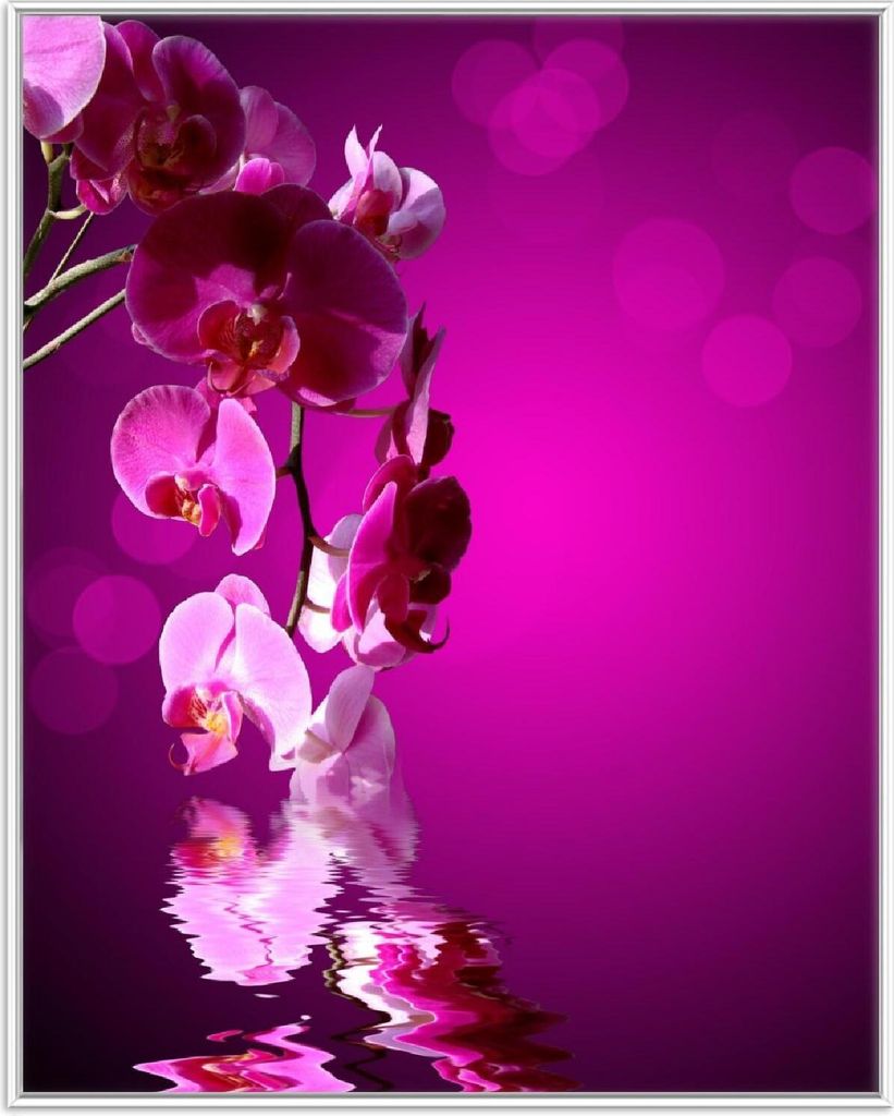 Wallario Wandbild Rosafarbene Orchidee Blüten in pink, Größe: 40,30 x 50,30 cm, Poster mit weißem Aluminiumrahmen