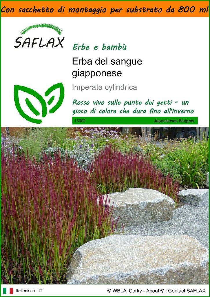 SAFLAX Garden in the bag - Erba del sangue giapponese - 50 Immagine del prodotto 