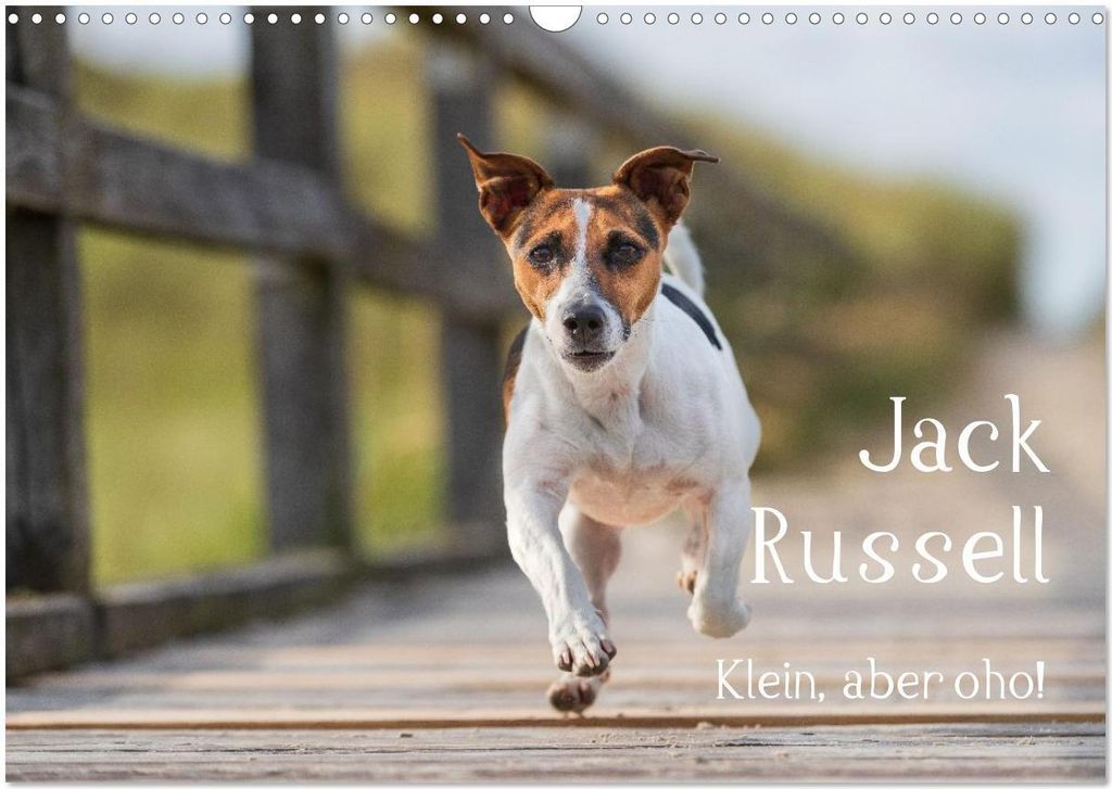 Jack Russell - Klein, aber oho! (Wandkalender 2026 DIN A3 quer), CALVENDO Monatskalender