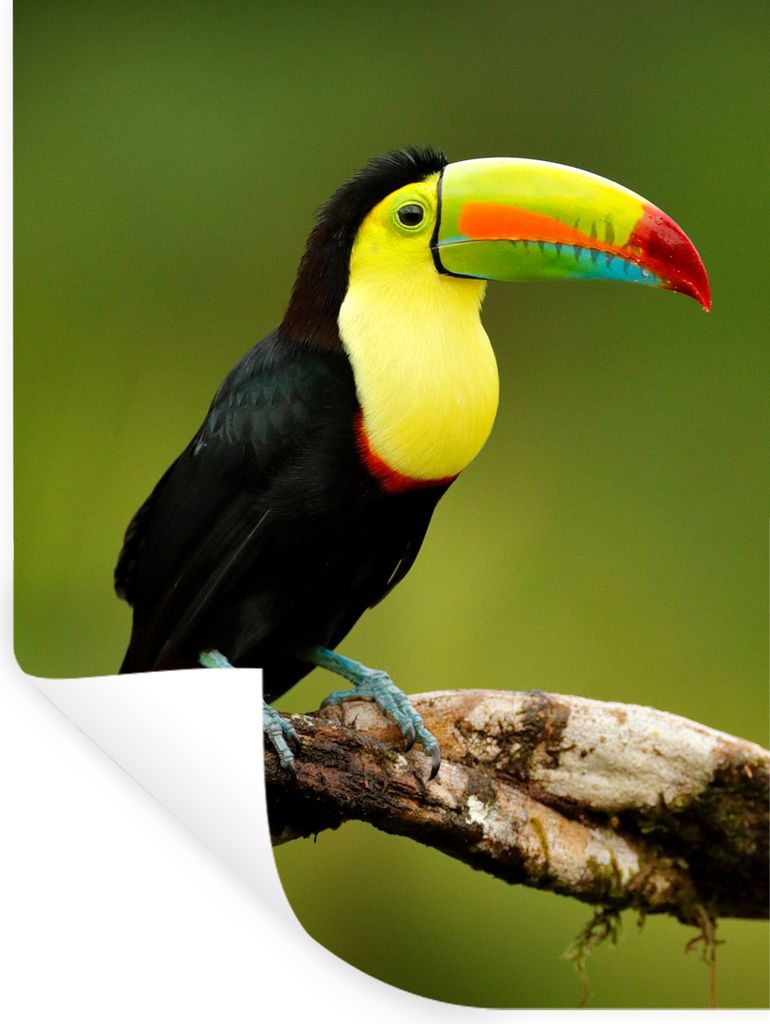 MuchoWow Wandtattoo Wandsticker Wandaufkleber Vogel - Tukan - Regenbogen - Grün - Zweig 90x120 cm Selbstklebend und Repositionierbar - Faltenfrei