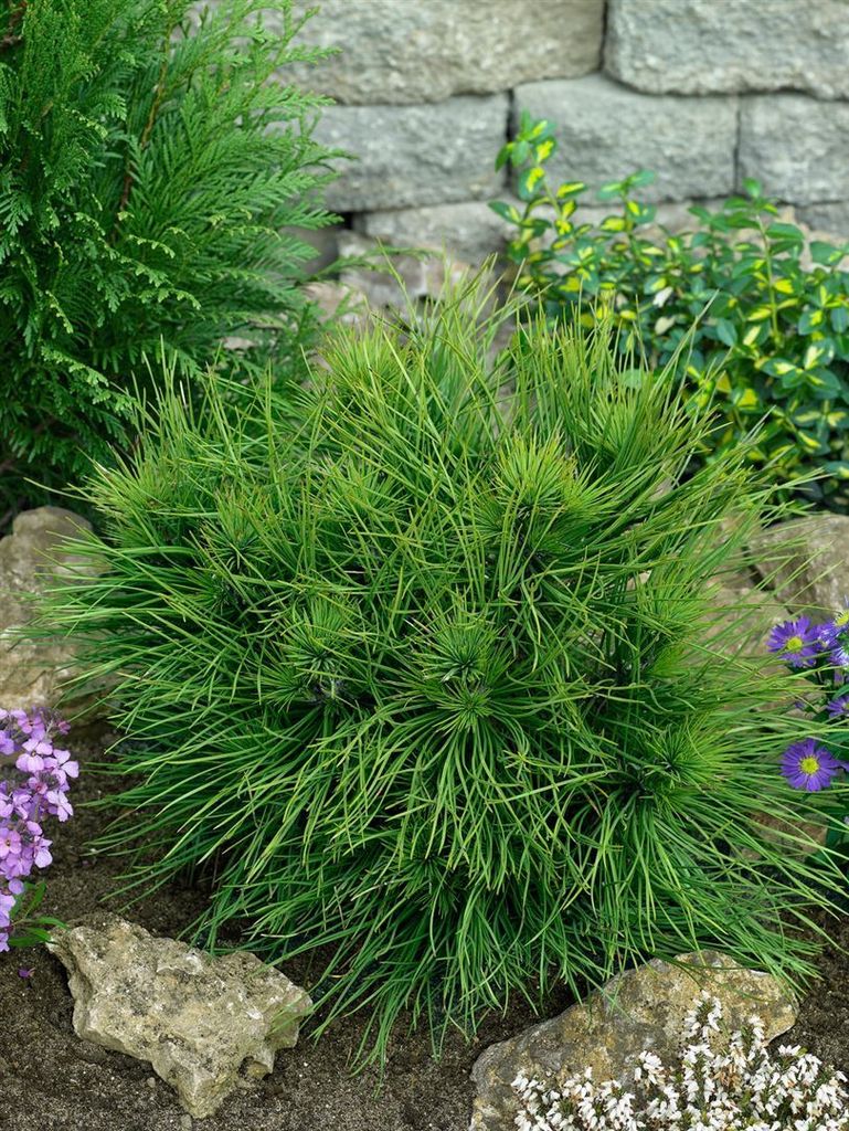 Pinus nigra 'Spielberg', Schwarzföhre, 25–30 cm