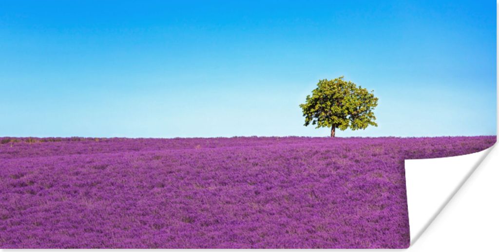 MuchoWow Poster Baum - Lila - Himmel - Lavendel 120x60 cm - Bild