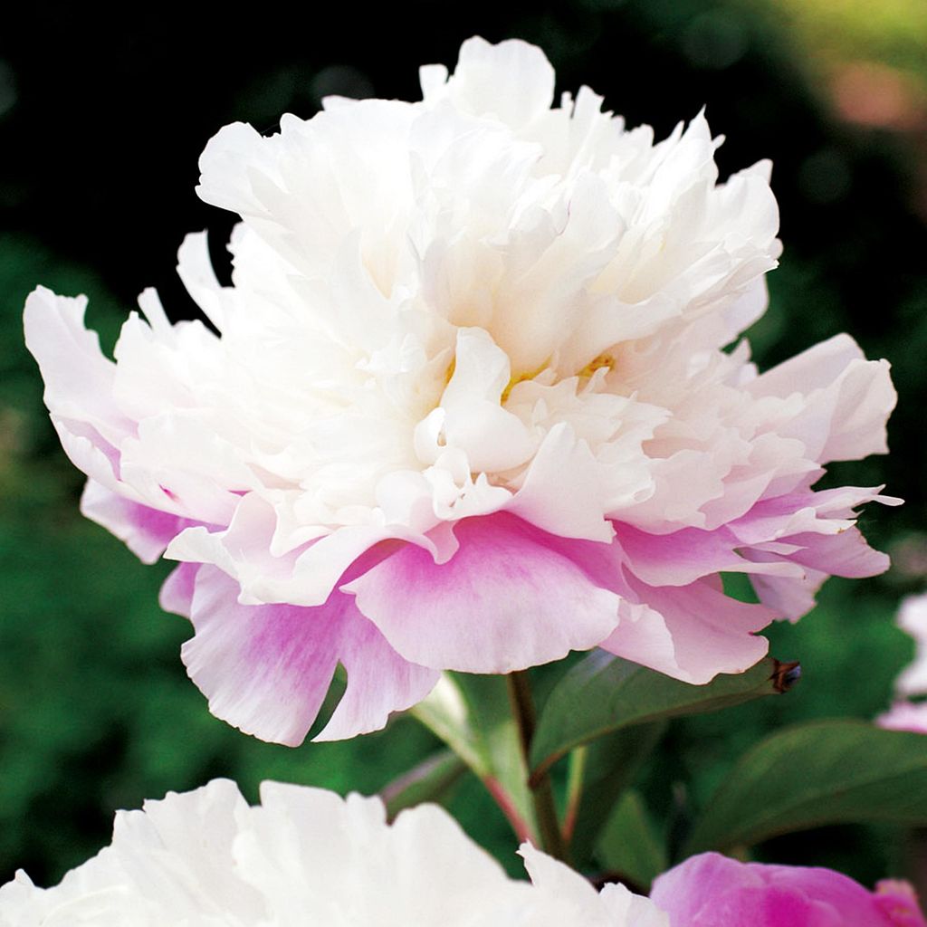 Paeonia Pivoine plant Amabilis 1 pièce Pivoines plants Image du produit 