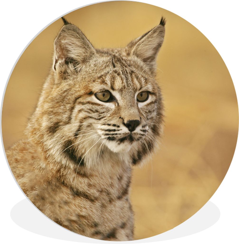 MuchoWow Rundes Wandbild - Runde Bilder Luchs - Braun - Gras Ø 60 cm Kreis Wanddekoration Kunststoff - Wandkreis - Wandschmuck - Wand Kreis - Da...