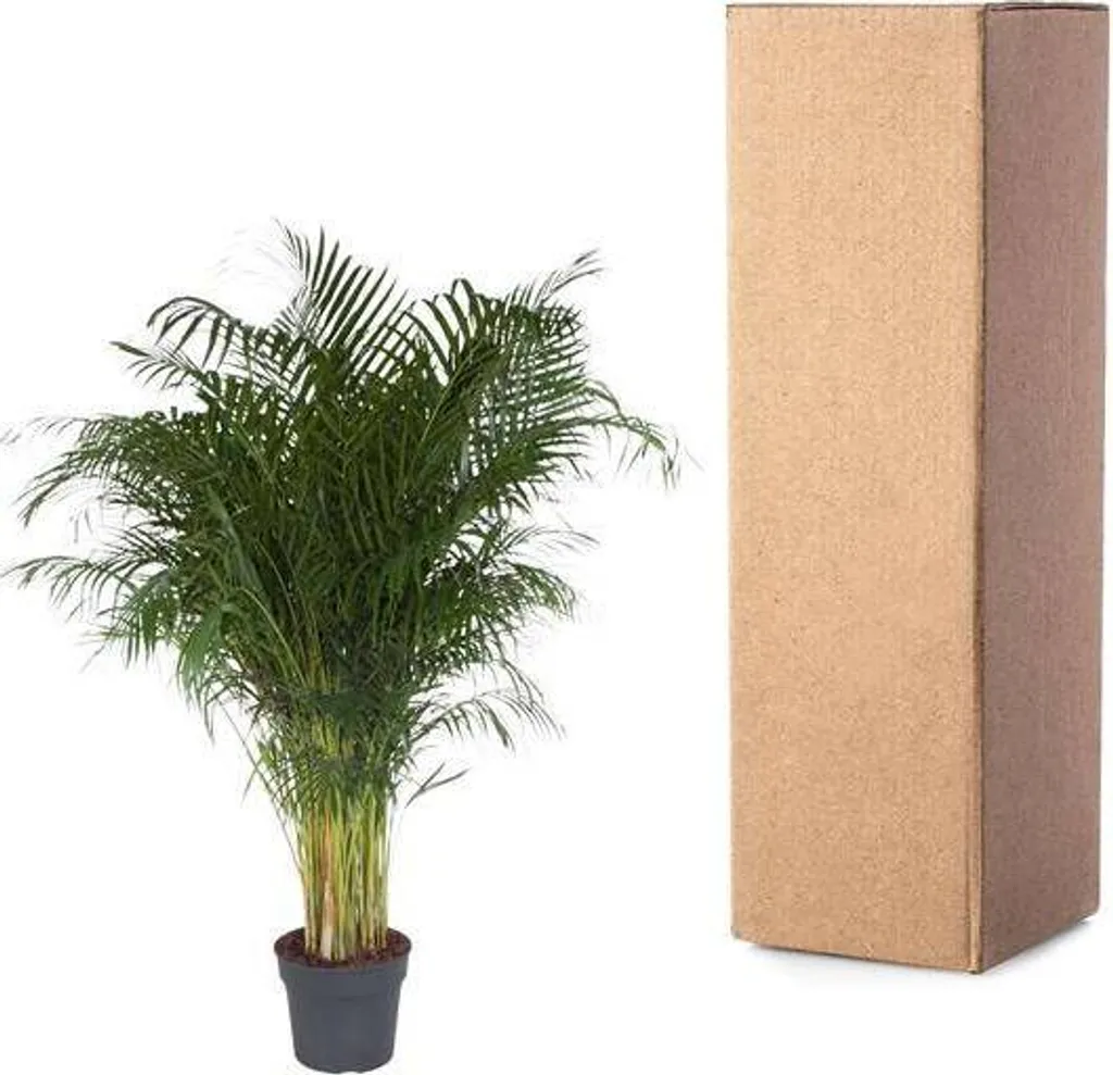 Palmier Areca 2m - Solution Déco Naturelle et Air Sain sans Effort - 3