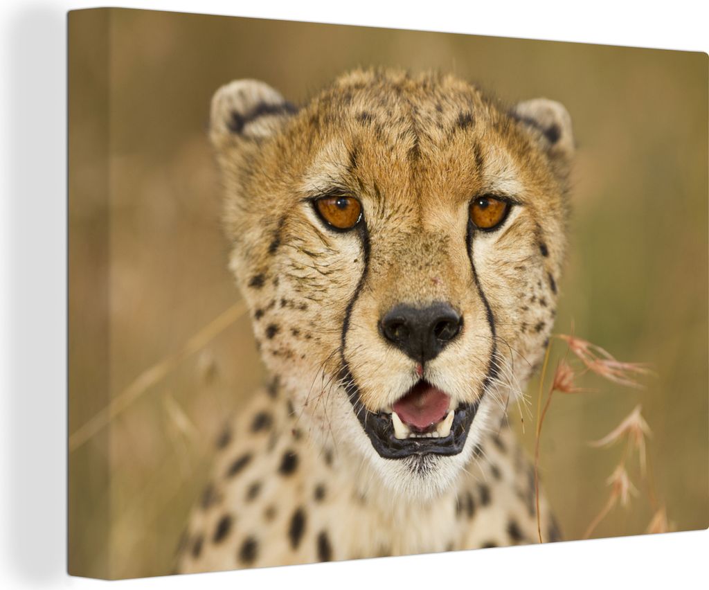 OneMillionCanvasses - Leinwandbilder - 140x90 cm, Leopard - Kopf - Pflanzen, Wandbilder Kunstdruck Wanddekoration - Foto auf Leinwand - Gemälde ...