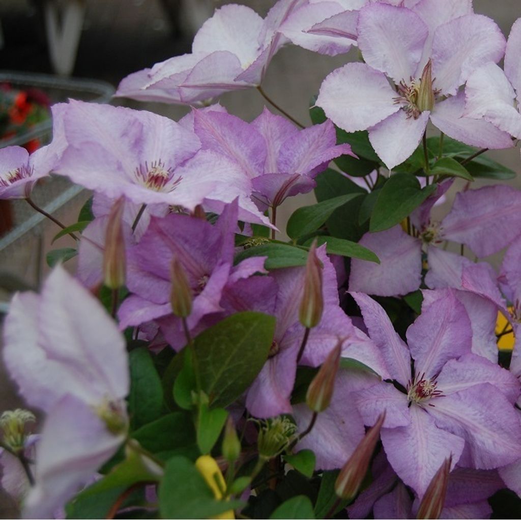 2 x Waldrebe - Clematis 'Margaret Hunt' | 50-60 cm in Container