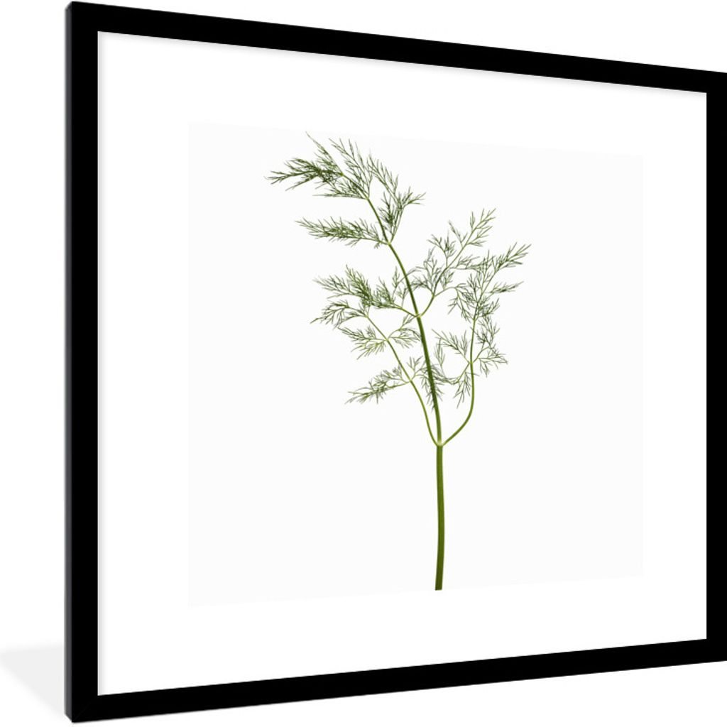 MuchoWow Gerahmtes Poster Kräuterzweig mit weißem Hintergrund 40x40 cm - Poster mit Schwarzem Bilderrahmen Wandposter Rahmen Foto Bilder - Post...