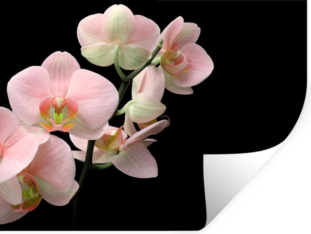 MuchoWow Wandtattoo Wandsticker Wandaufkleber Orchidee - Blumen - Rosa - Stilleben - Flora 40x30 cm Selbstklebend und Repositionierbar - Faltenfrei