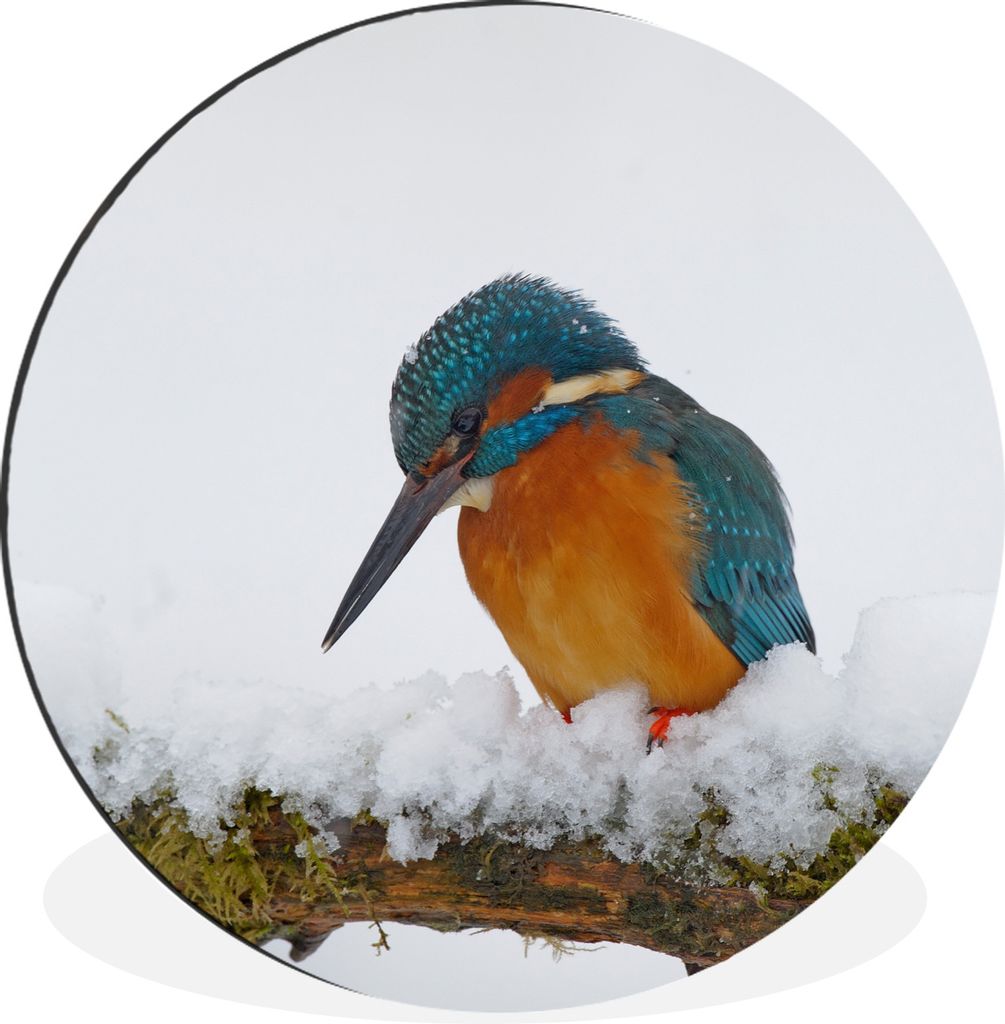 MuchoWow Aluminium Wandkreis Eisvogel - Schnee - Winter Ø 60 cm Wanddeko Modern Wohnzimmer - Wand Kreis - Wandbild - Schlafzimmer - Aluminium Bi...