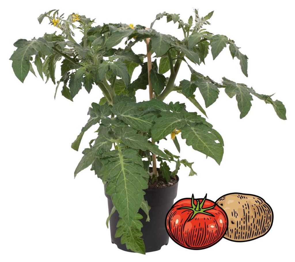 Tomaten-Kartoffelpflanze PotaTom Tomate und Kartoffel in einer Pflanze für Balkon und Garten 14cm Topf Gemüse-To-Go