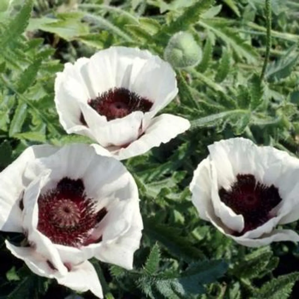 Pavot d'Orient Perry's White - Fleurs Géantes Blanc Pur - 6 Plants
