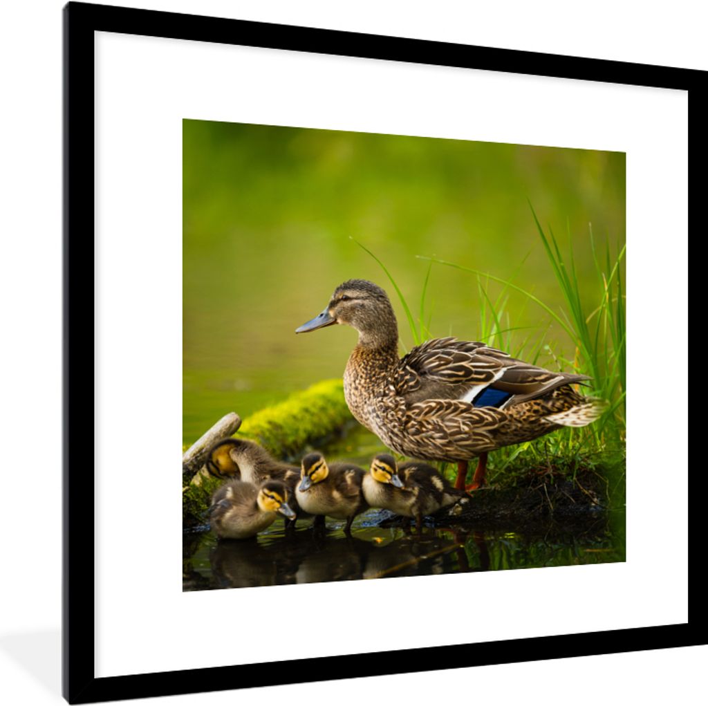 MuchoWow Gerahmtes Poster Ente - Vögel - Wasser - Zweig - Moos 40x40 cm - Poster mit Schwarzem Bilderrahmen Wandposter Rahmen Foto Bilder - Post...