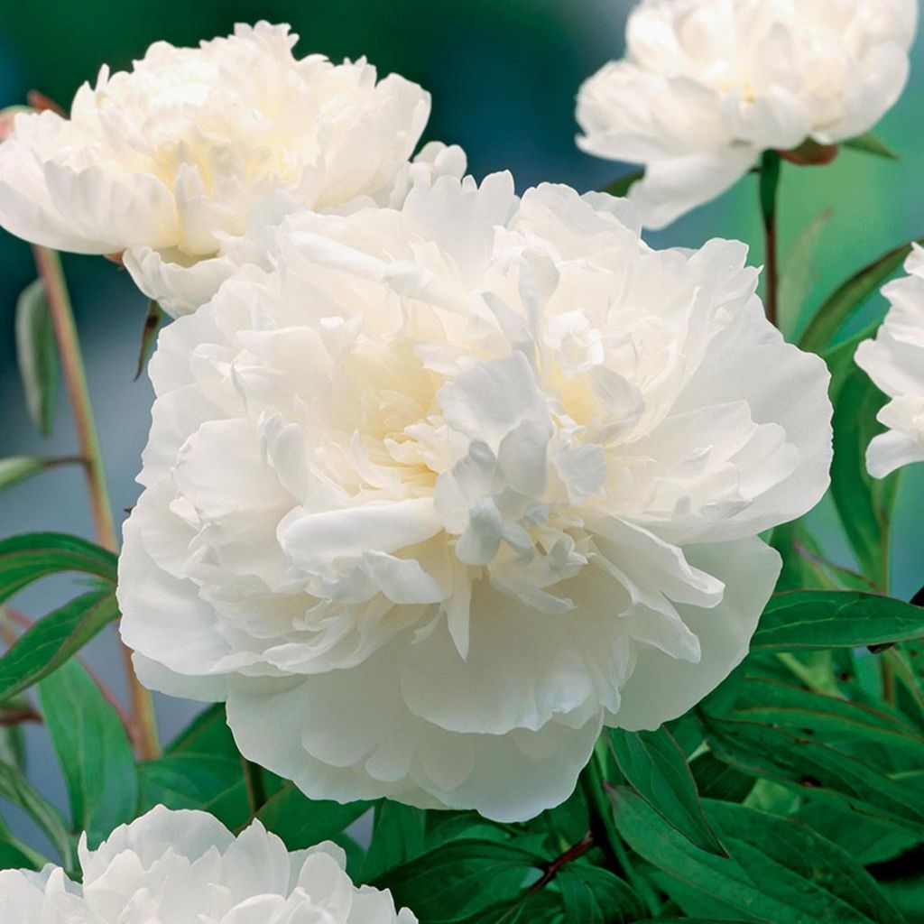 Paeonia Pivoňka sazenice Gardenia 1 ks Pivoňky sazenice Obrázek produktu 