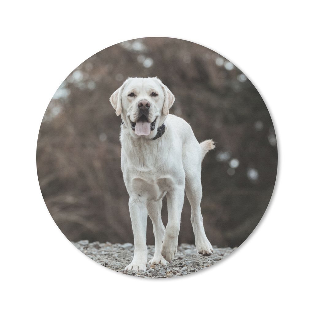MuchoWow Mauspad Mousepad Ein weißer Labrador Retriever auf den Steinen 40x40 cm - Mousepads - Maus Mat - Pad - Mausunterlage - Schreibtisch Acc...