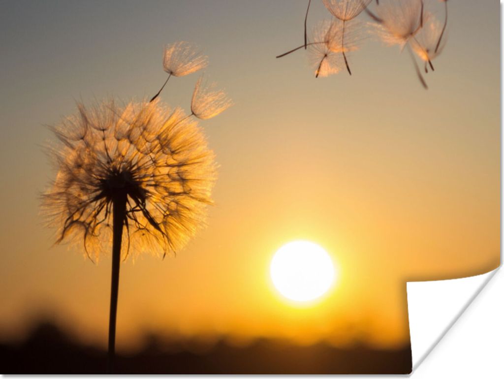 MuchoWow Poster Löwenzahn - Sonne - Sonnenuntergang 40x30 cm - Plakate für die Wände - Poster Wohnzimmer