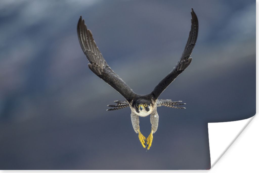MuchoWow® Poster Wanderfalke - Vogel - Federn 180x120 cm - Produktbild 